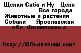 Щенки Сиба и Ну › Цена ­ 35000-85000 - Все города Животные и растения » Собаки   . Ярославская обл.,Фоминское с.